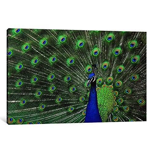 iCanvas Peacock Feathers Canvas Art - Multiple Colors - Multi