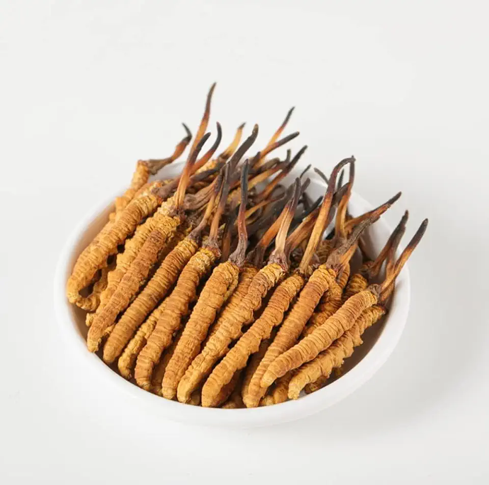 Wild Cordyceps, Whole Himalyan Cordyceps Sinensis Mushroom, Genuine and Very Rare, High Grade, Boost Energy, Reduce Stress for Men and Women