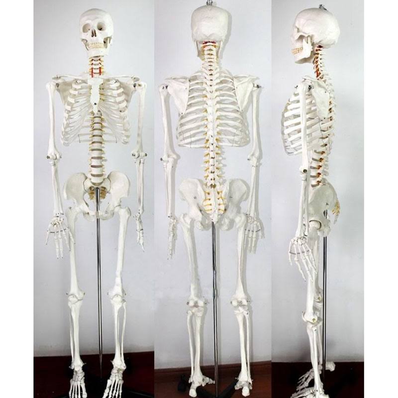 Interbuying Life Size Human Skeleton Anatomical Medical Model Full Body 170cm #220272