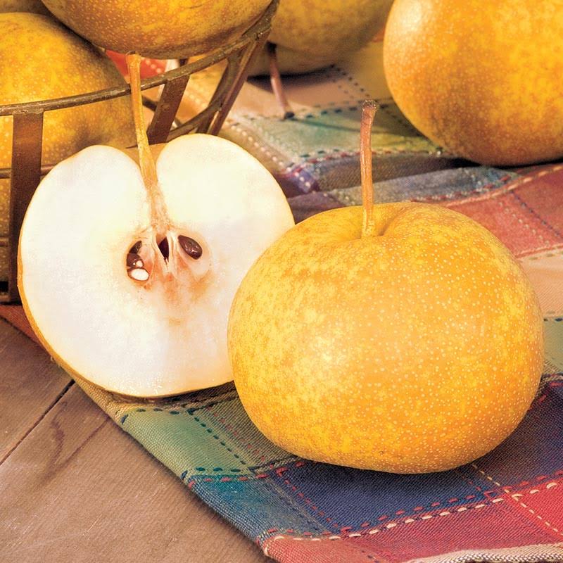 Drippin& Honey Asian Pear Tree - 3 Gallon - Standard | Zone 5-8