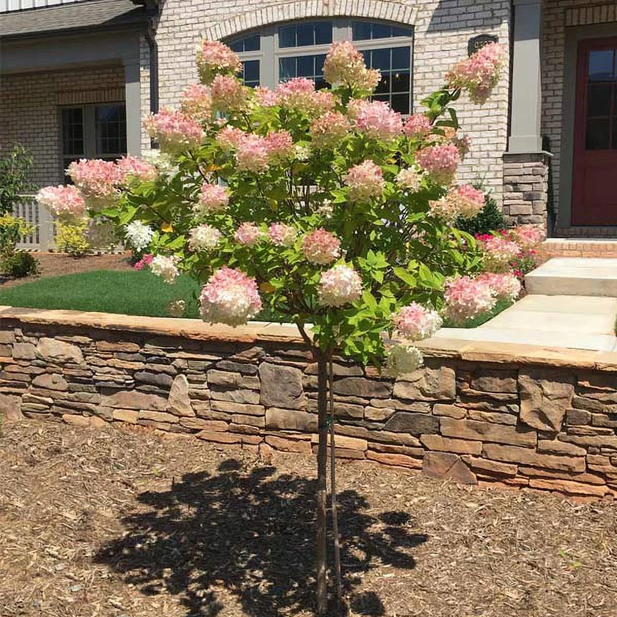 Brighter Blooms - Vanilla Strawberry Hydrangea Tree, 5-6 ft. - No Shipping To AZ - Radiant Selections