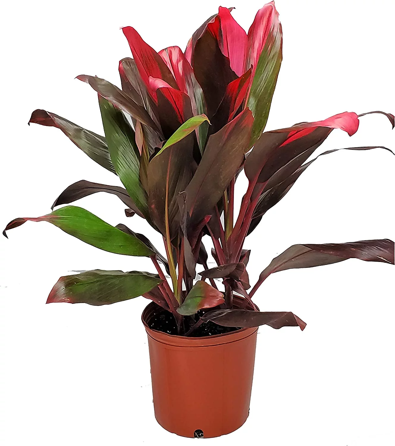 Tropical Plants of Florida 26" to 33" Hawaiian Ti Cordyline Red Sister Plant; Medium to Bright Light, Foliage Plant - Curated Treasures Market