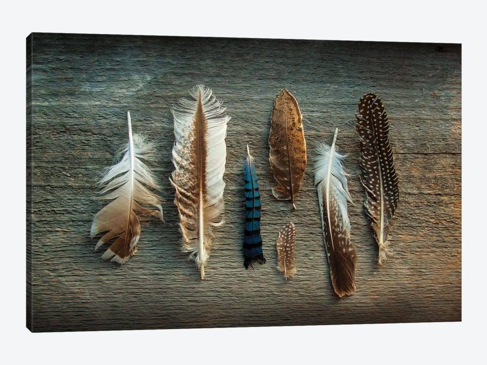 Sue Schlabach Canvas Wall Decor Prints - Feather Collection I ( Decorative Elements u003E Feathers art)