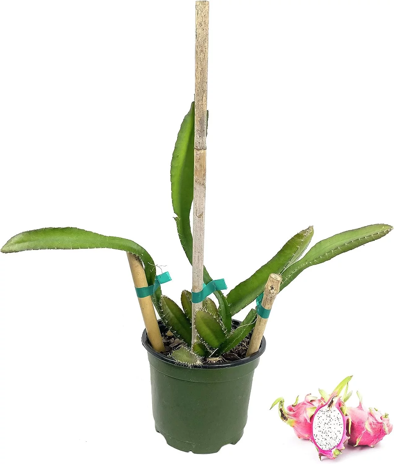Dragon Fruit Tree - Live Plant in a 6 Inch Pot - Hylocereous Undatus - Edible Tropical Fruit Plant from Florida - Curated Treasures Market