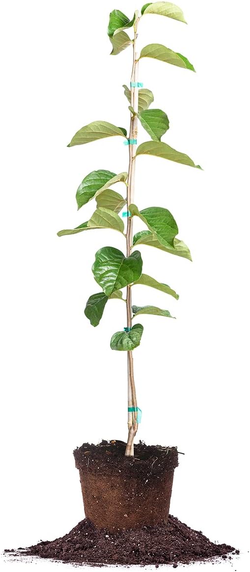 PERFECT PLANTS Hana Fuyu Persimmon Tree 4-5 Feet | Diospyros kaki Live Fruit Trees for Outdoor Planting | Sweet Orange Fruits for Fresh Eating |