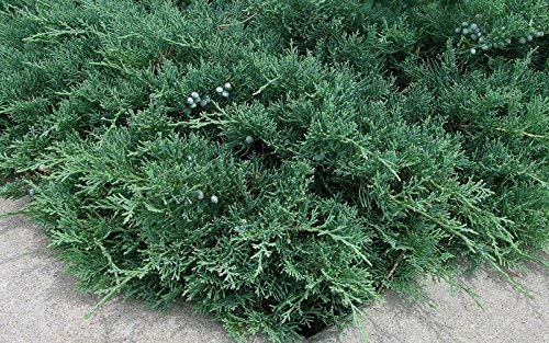 Blue Sargent Juniper - 30 Live Ground Cover Plants - Drought Tolerant Evergreen