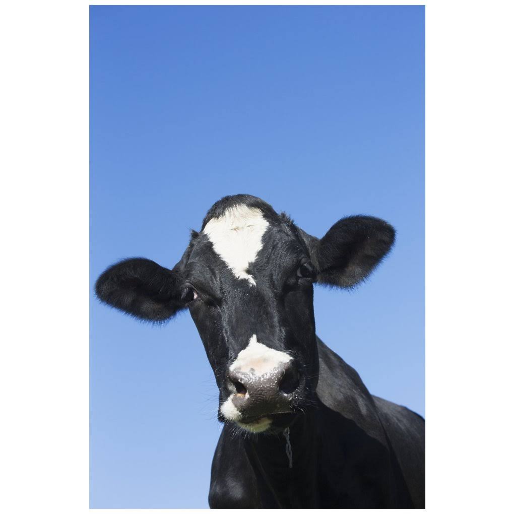 Posterazzi Holstein Dairy Cow; Granby Connecticut United States of America Poster Print (24 x 38)