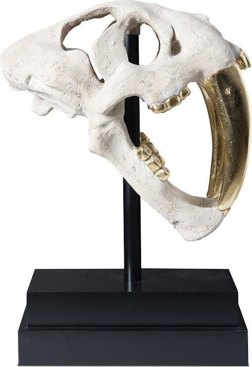 Phillips Collection Saber Tooth Tiger Skull, Roman Stone