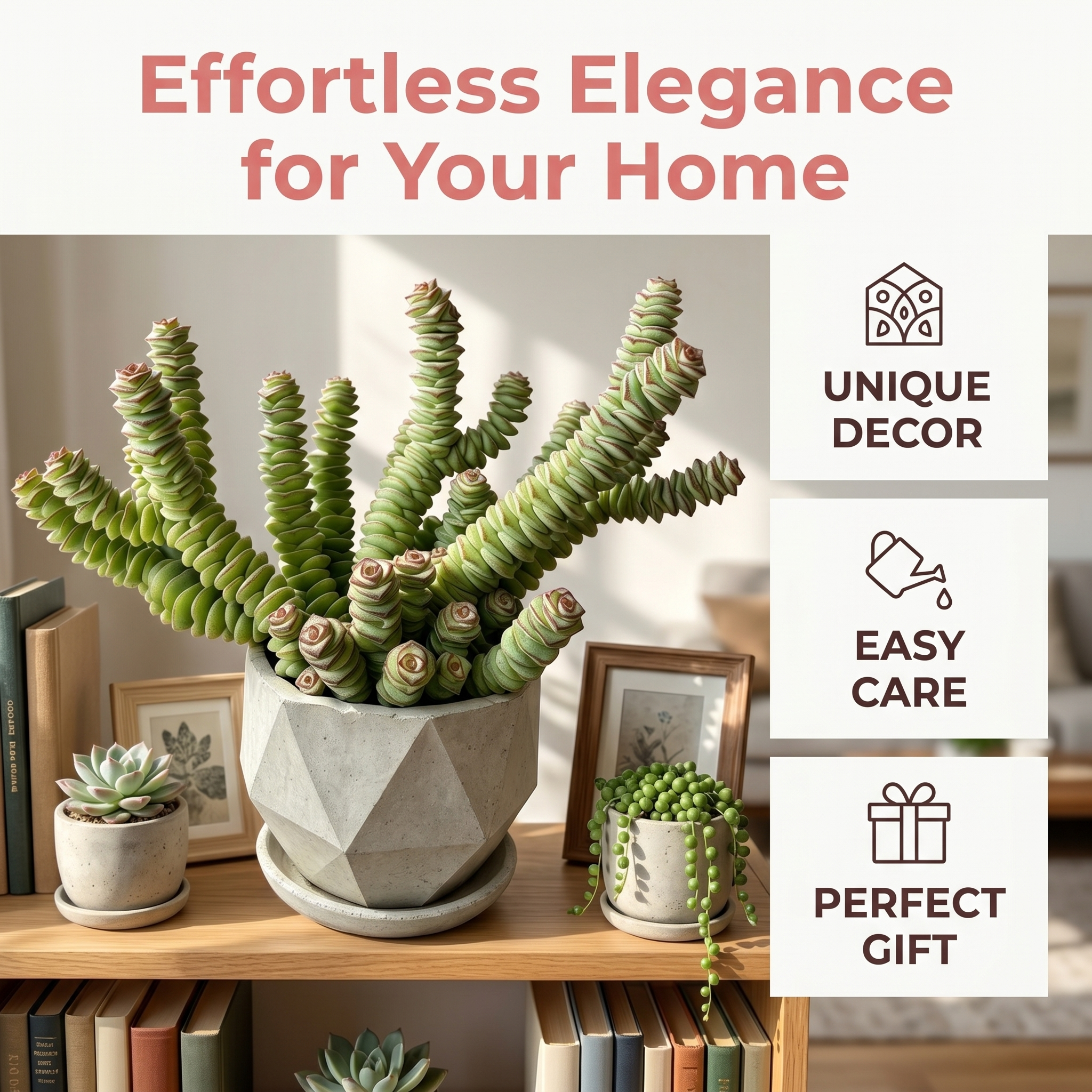 Unique Sculptural Succulent for Desks, Shelves & Sunny Windows