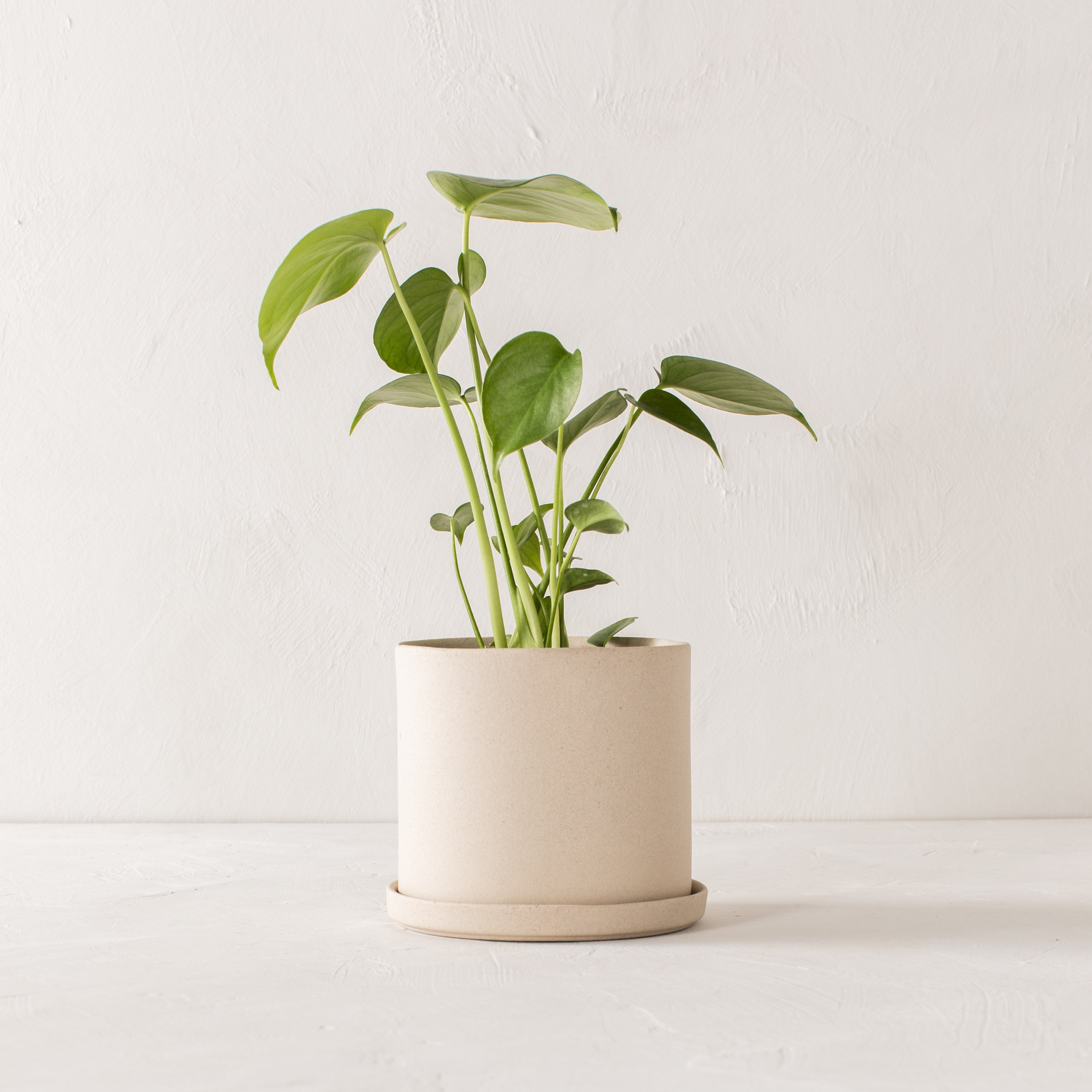 6" Minimal Planter | Raw Stoneware image 1