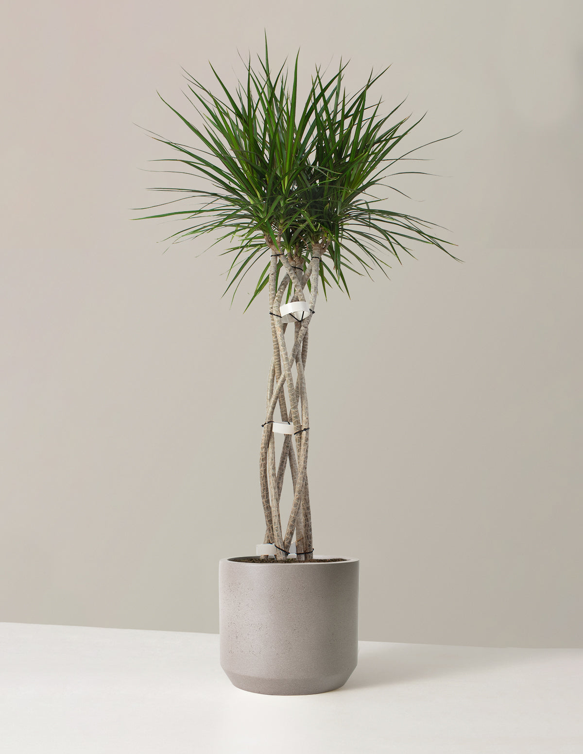 Large Lightweight Fiberglass Planter image 6