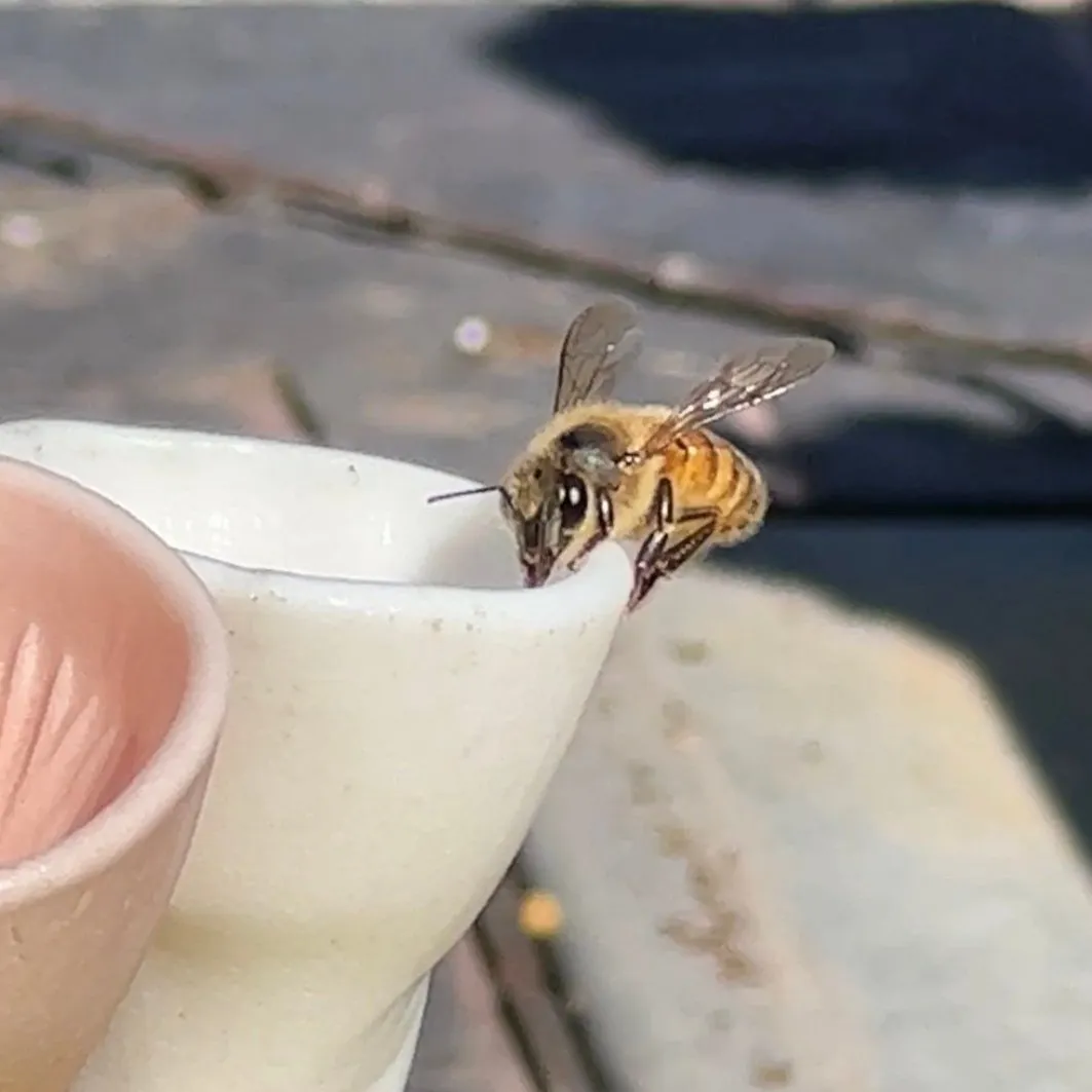 Pastel Variety Bee Vision Cups