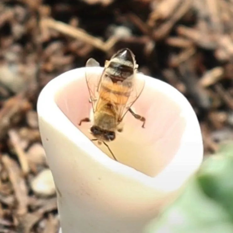 Pastel Variety Bee Vision Cups