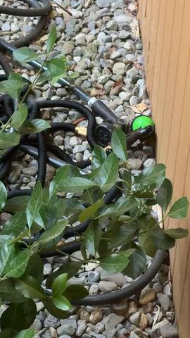 Customer photo for 100FT Heavy Duty Expandable Garden Water Hose 4-Pack