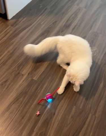 Customer photo for Interactive Cat & Dog Teaser Toy 2-Pack