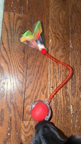 Customer photo for Interactive Cat & Dog Teaser Toy 2-Pack