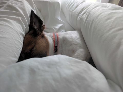 Customer photo for Double-Stuffed All-Season Comforter