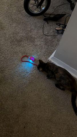 Customer photo for Interactive Cat & Dog Teaser Toy 2-Pack