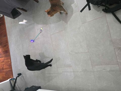 Customer photo for Interactive Cat & Dog Teaser Toy 2-Pack