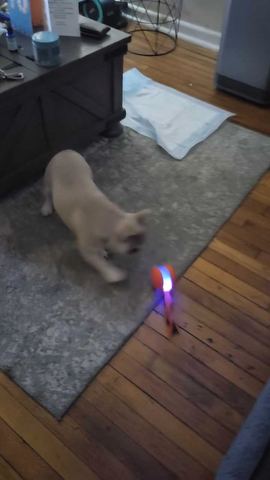 Customer photo for Interactive Cat & Dog Teaser Toy 2-Pack