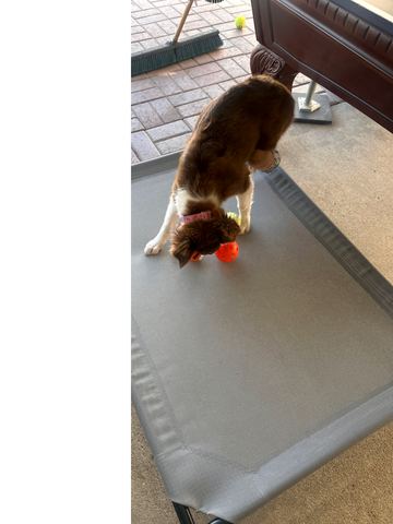 Customer photo for Interactive Cat & Dog Teaser Toy 2-Pack