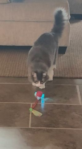 Customer photo for Interactive Cat & Dog Teaser Toy 2-Pack