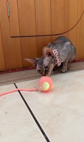 Customer photo for Interactive Cat & Dog Teaser Toy 2-Pack