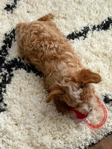 Customer photo for Interactive Cat & Dog Teaser Toy 2-Pack