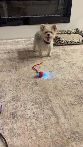 Customer photo for Interactive Cat & Dog Teaser Toy 2-Pack