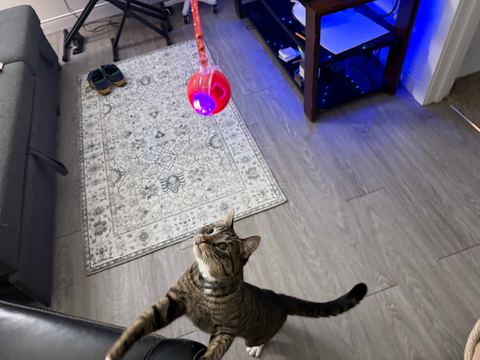 Customer photo for Interactive Cat & Dog Teaser Toy 2-Pack