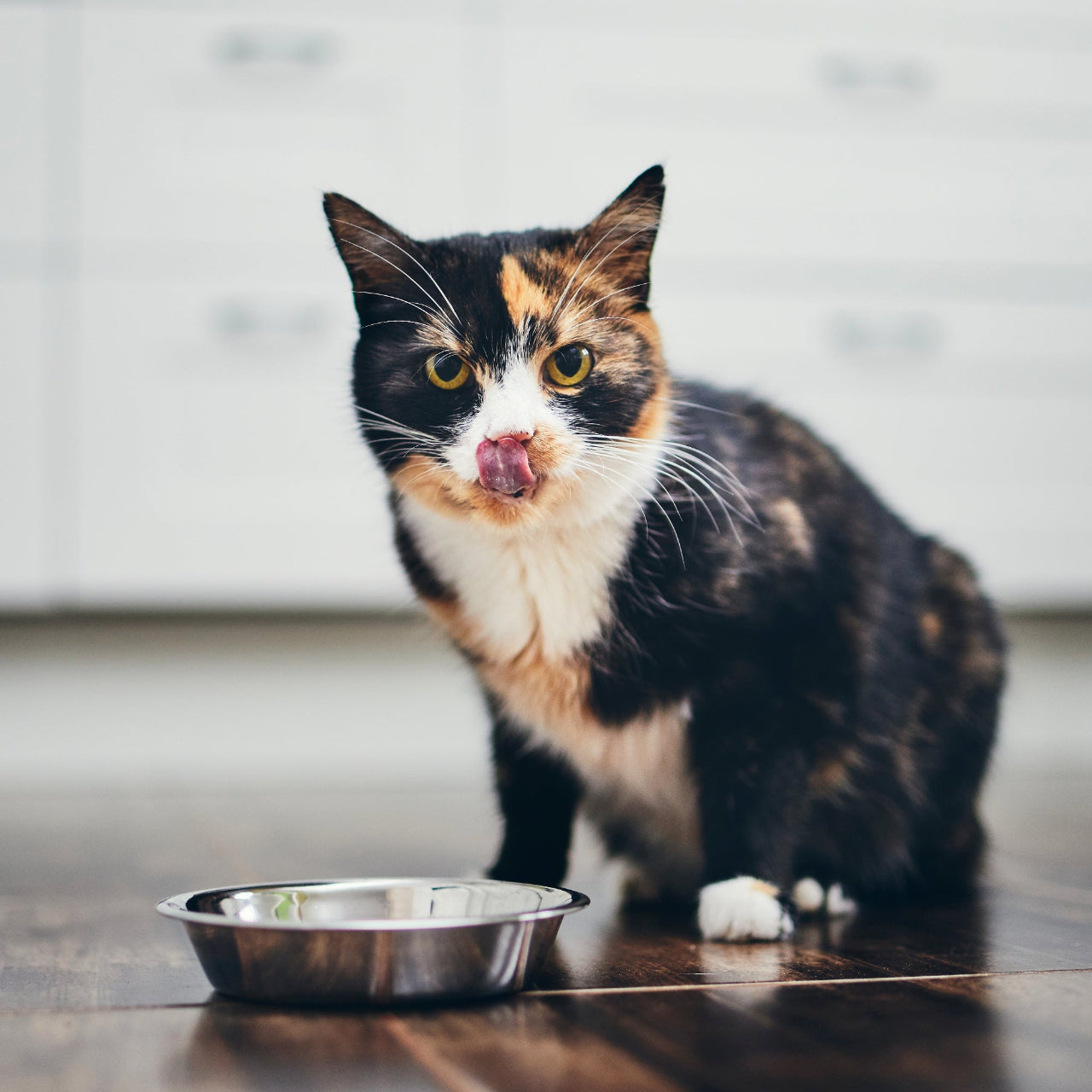 A cat eating from its bowl