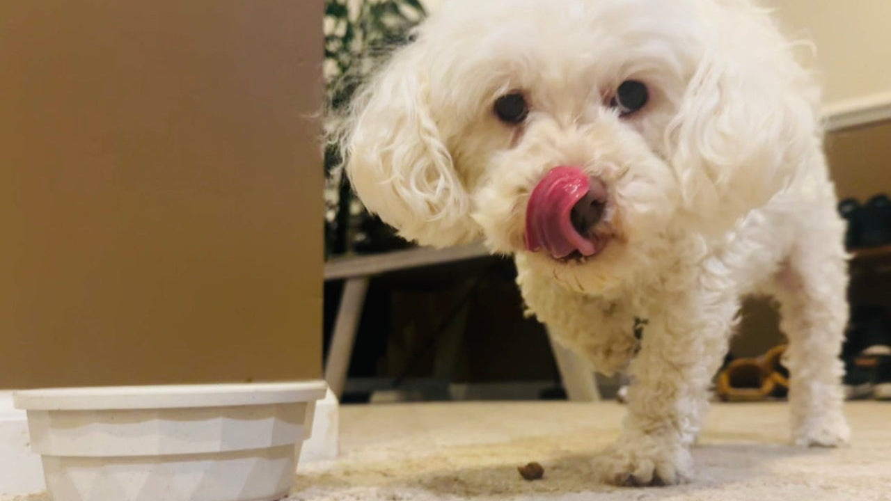 Glucosamine for Dogs: The Secret to Happy Joints and Longer Walks