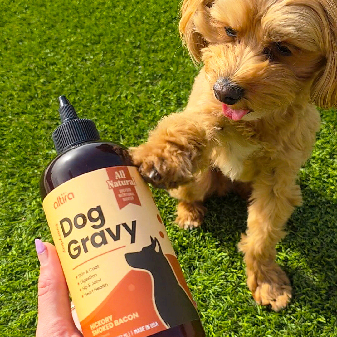 A healthy, happy dog