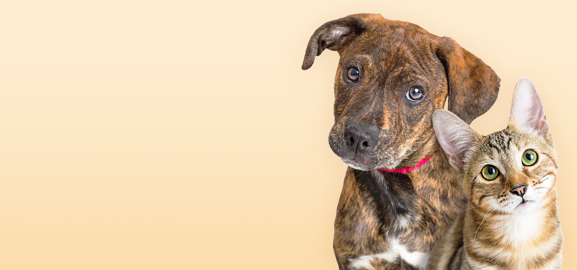 Dog and cat sitting together on a beige background