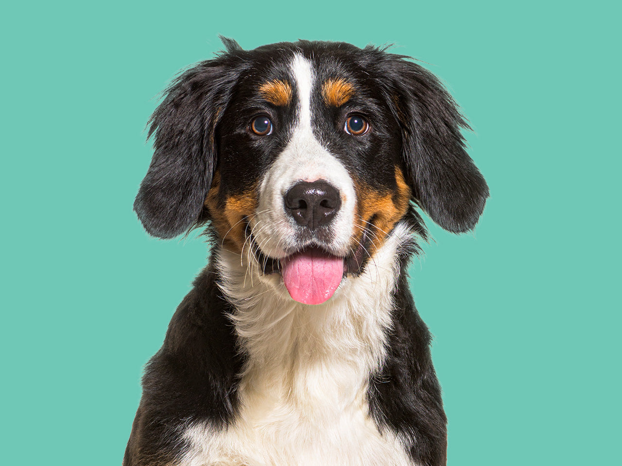 Dog Products