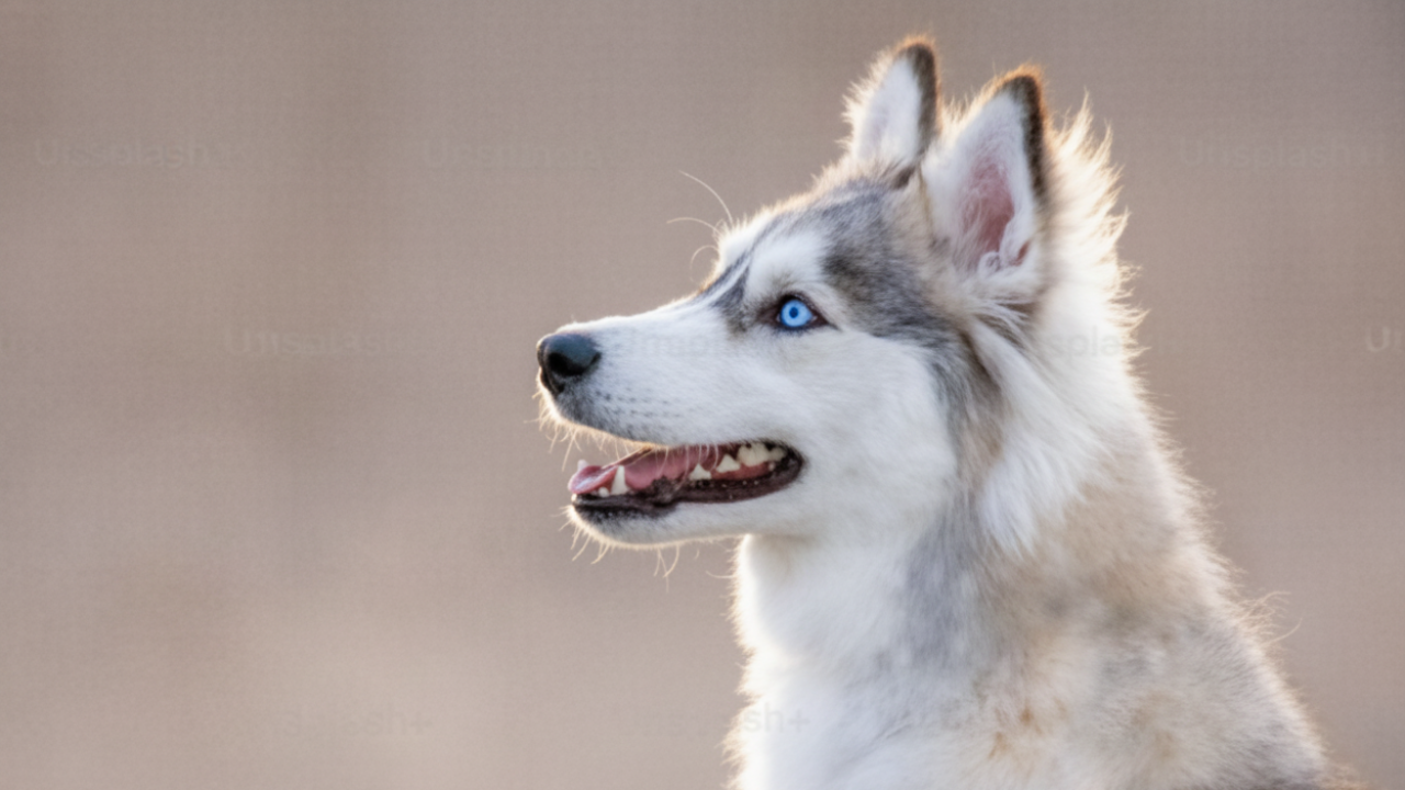 Probiotics for Dogs: Why Gut Health Matters More Than You Think