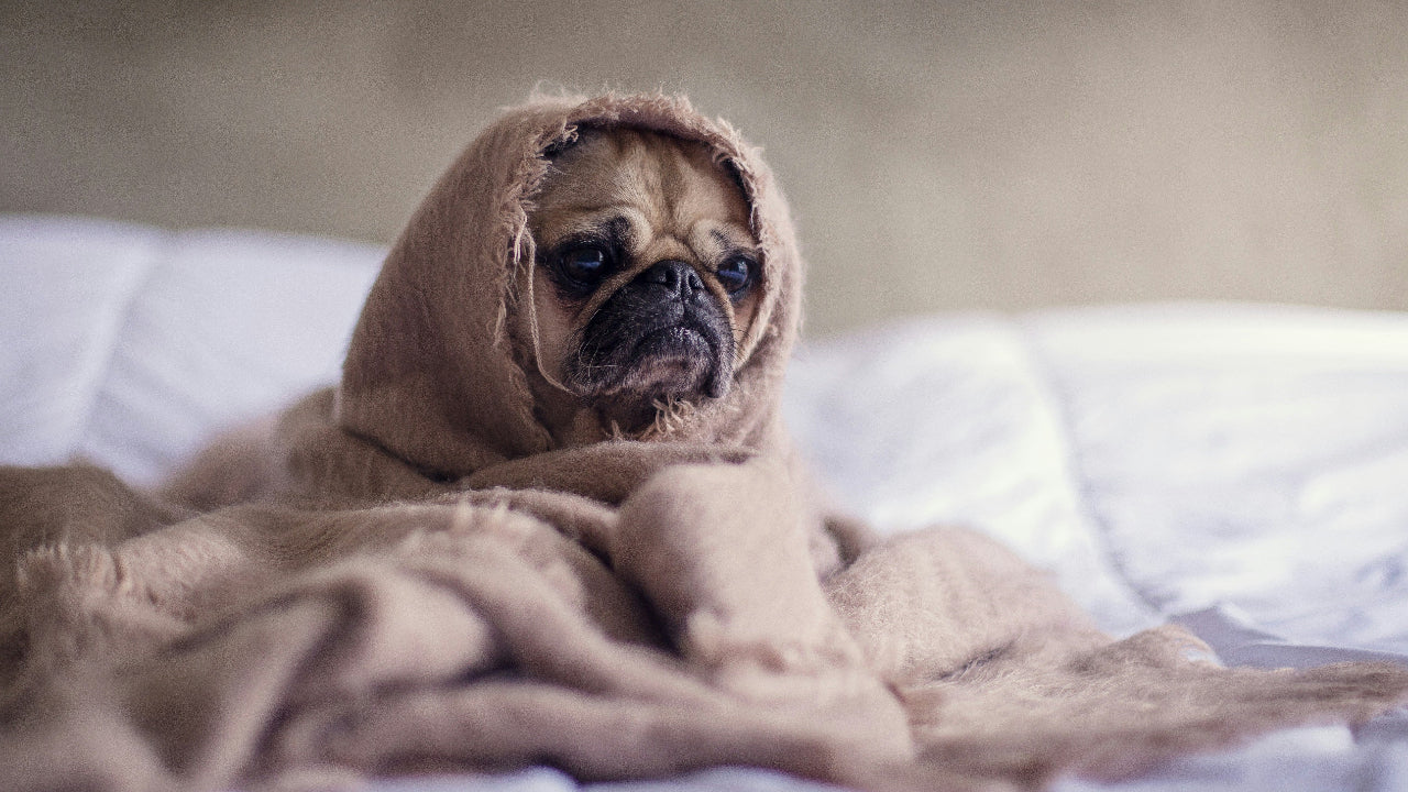 Why Daily Exercise Is a Game-Changer for Your Dog’s Health