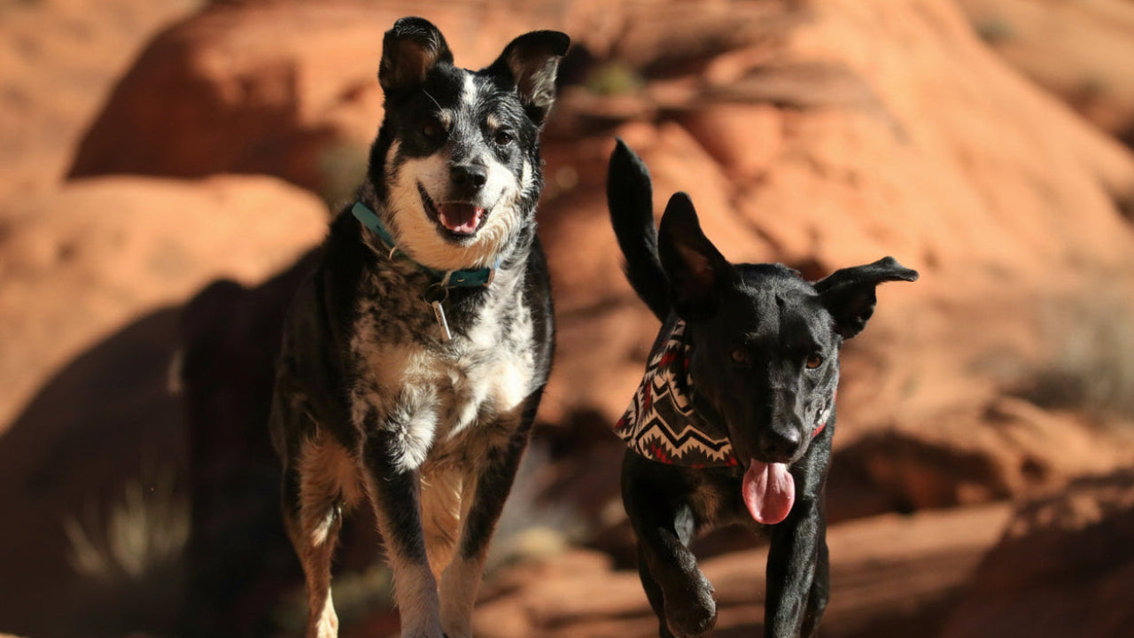 Why Long-Term Supplementation Matters for Your Dog’s Health