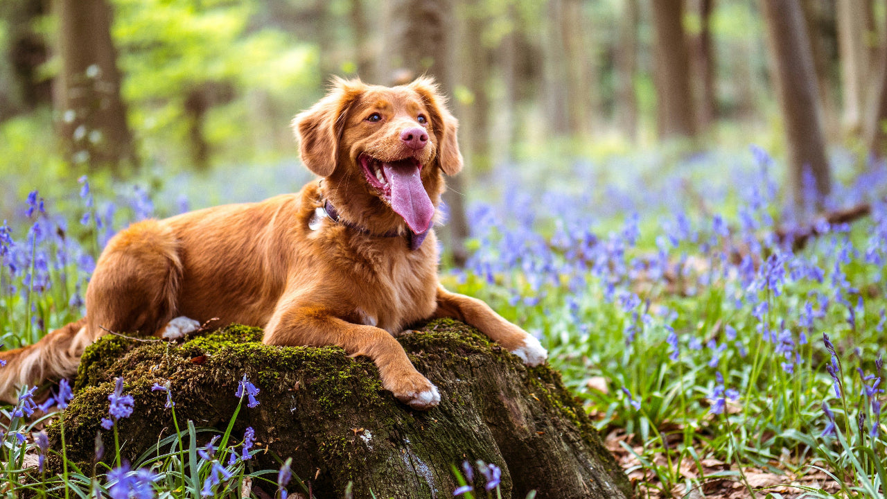 How to Create a Balanced Mealtime Routine for Your Dog