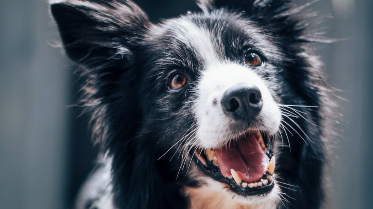 Is Your Dog’s Dry Food Missing Key Nutrients?