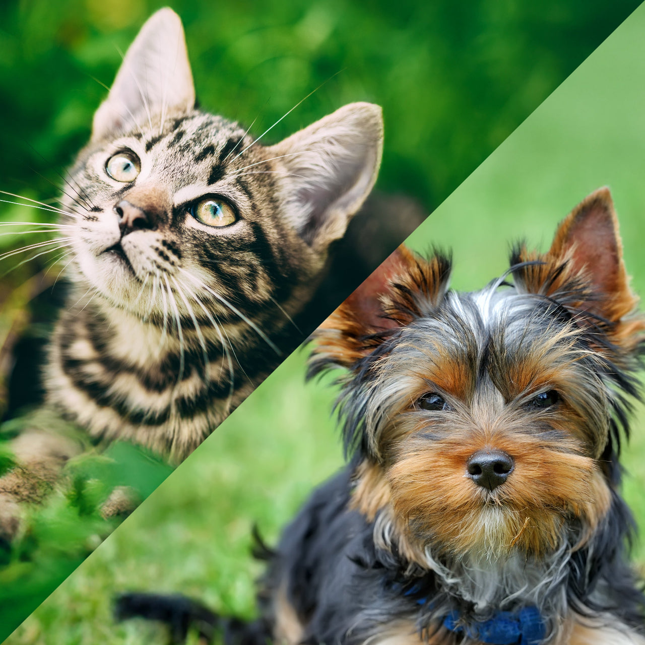 Split image of a cat and a dog on a green background