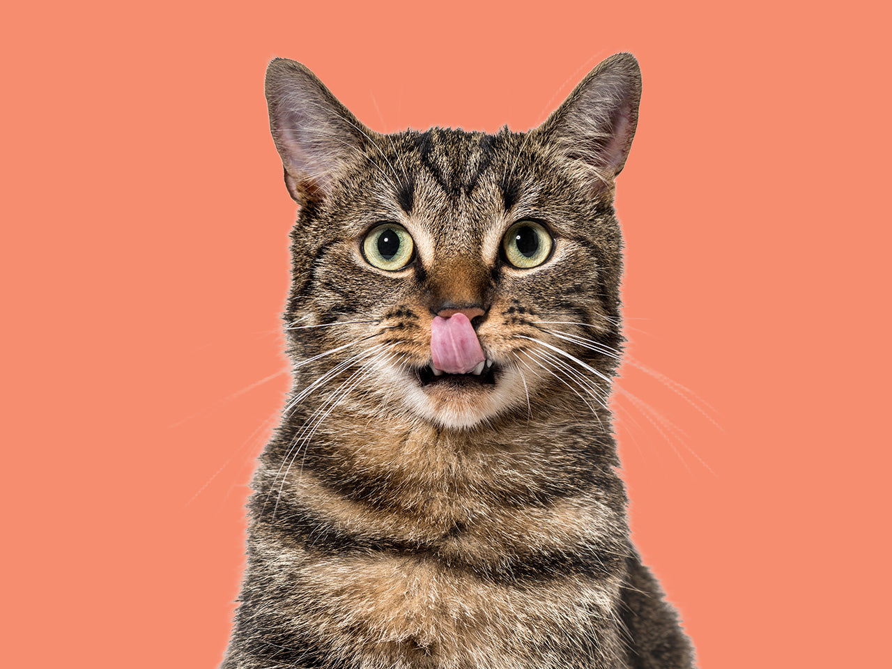 Cat Products