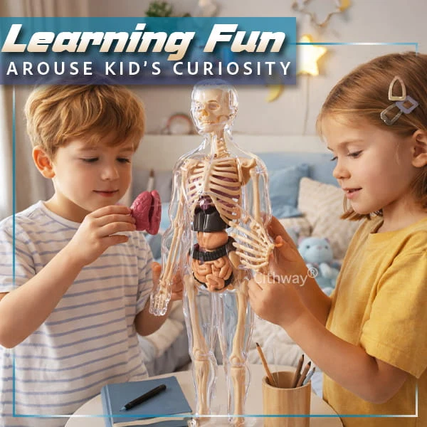 🔥🔥Black Friday Special DEAL!!!🔥🔥Detachable Clear-View Human Anatomy