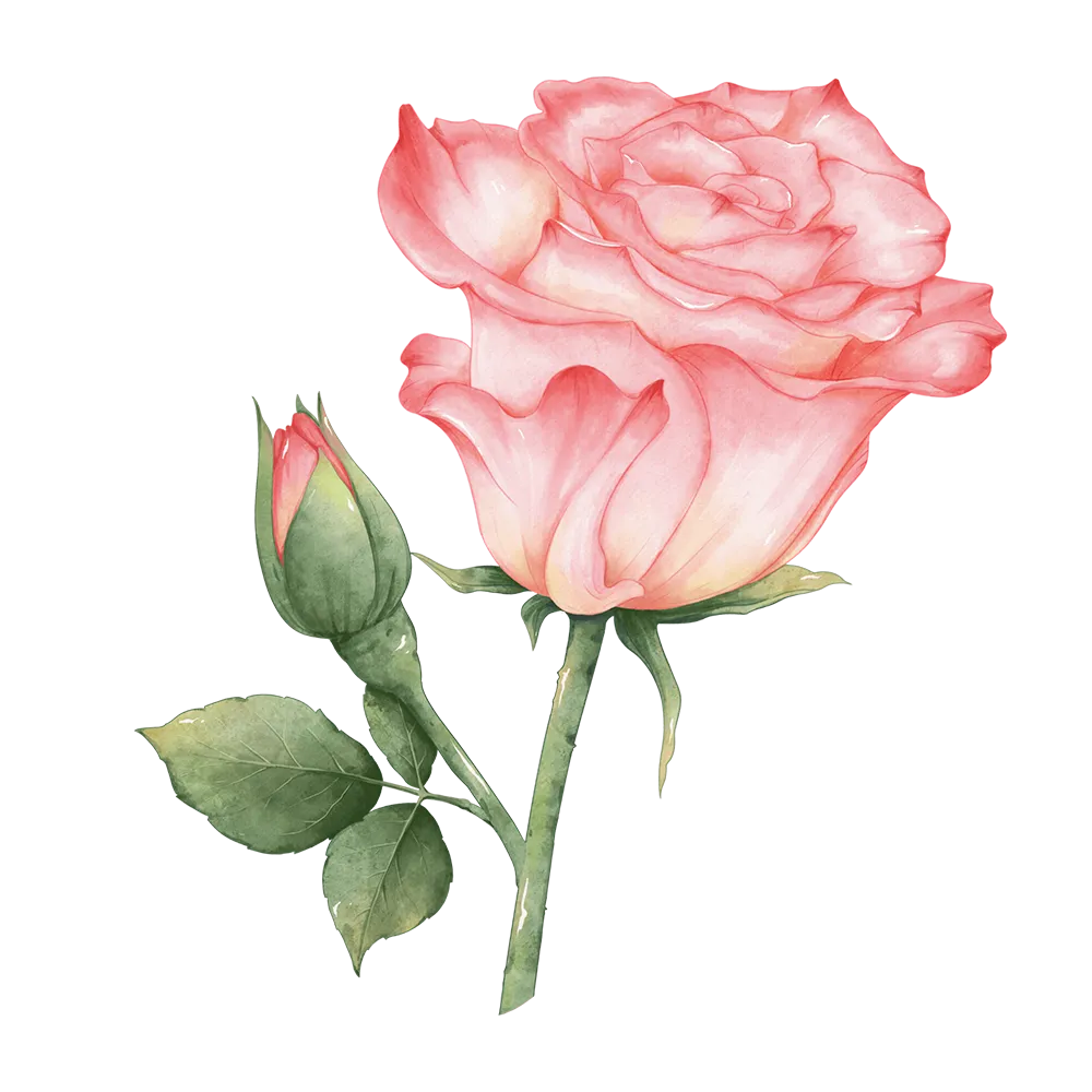 rose