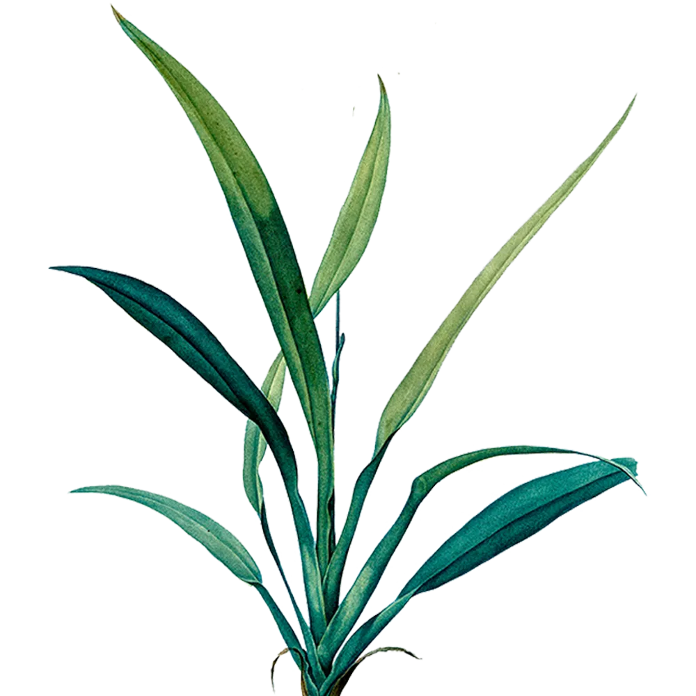 herb