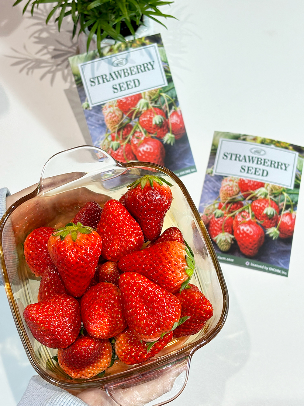 All-season Strawberry Seeds 🍓EverBloom Berries
