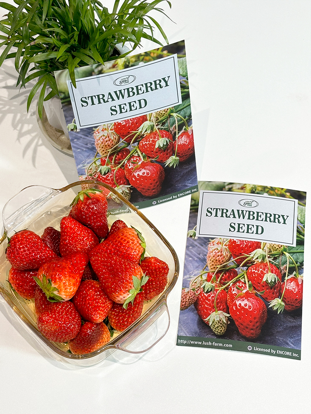 All-season Strawberry Seeds 🍓EverBloom Berries