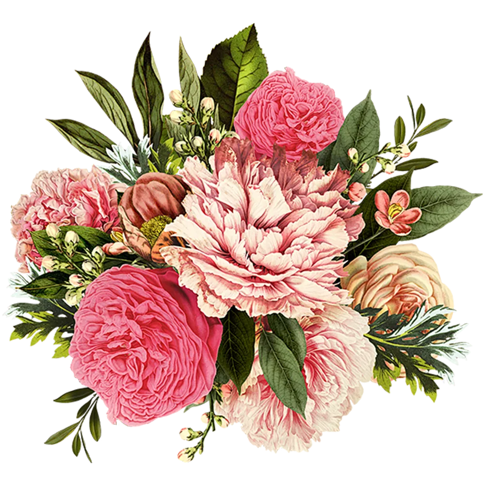 carnation
