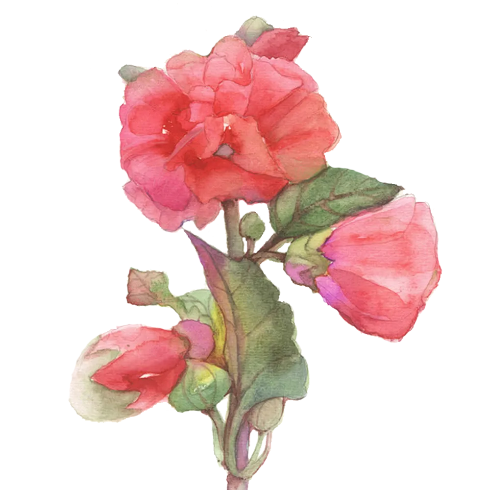 hollyhock