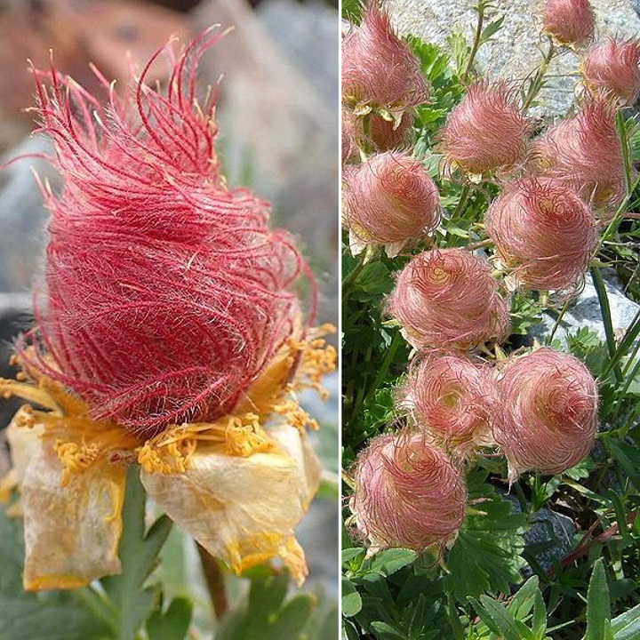 Prairie Smoke Flower Seeds